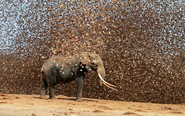 آقای ترامپ! سوره فیل را بخوان